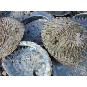 abaloneschelp-16cm-en-17-18cm-a_4_391444130