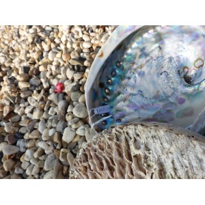 abaloneschelp-16cm-en-17-18cm-a_5_1478234563