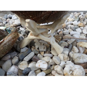 abaloneschelp-17-19cm-aa-cobra-standaard_1_1509158359