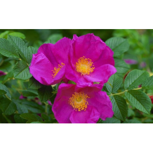 cistus-incanus-bloem