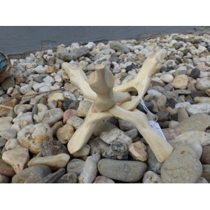 cobra-standaard-abaloneschelp-standaard_1_1457124309