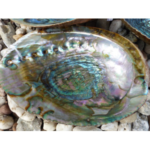 regenboog-abalone-schelp-13-14cm_2