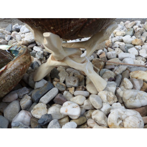 regenboog-abalone-schelp-13-14cm_5_880399711