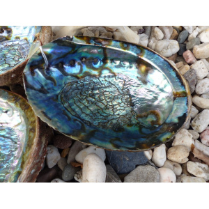 regenboog-abalone-schelp-14-15cm_3_1382398027