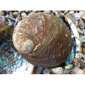 regenboog-abalone-schelp-14-15cm_6_1878007528