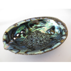regenboog-abalone-schelp-14-15cm_9_1723446488