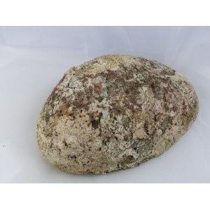 regenboog-abalone_schelp_13_14cm-2